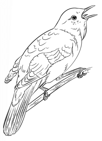 Common Nightingale Coloring Page